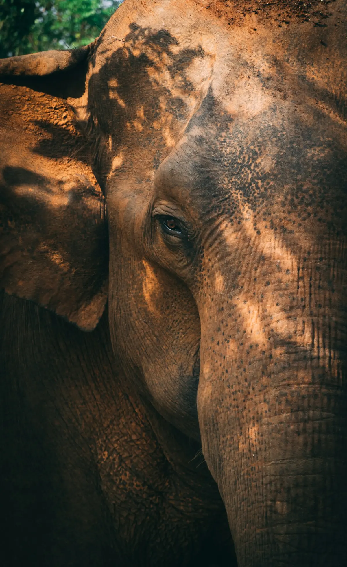 Close-up of an Asian elephant’s eye in Sri Lanka