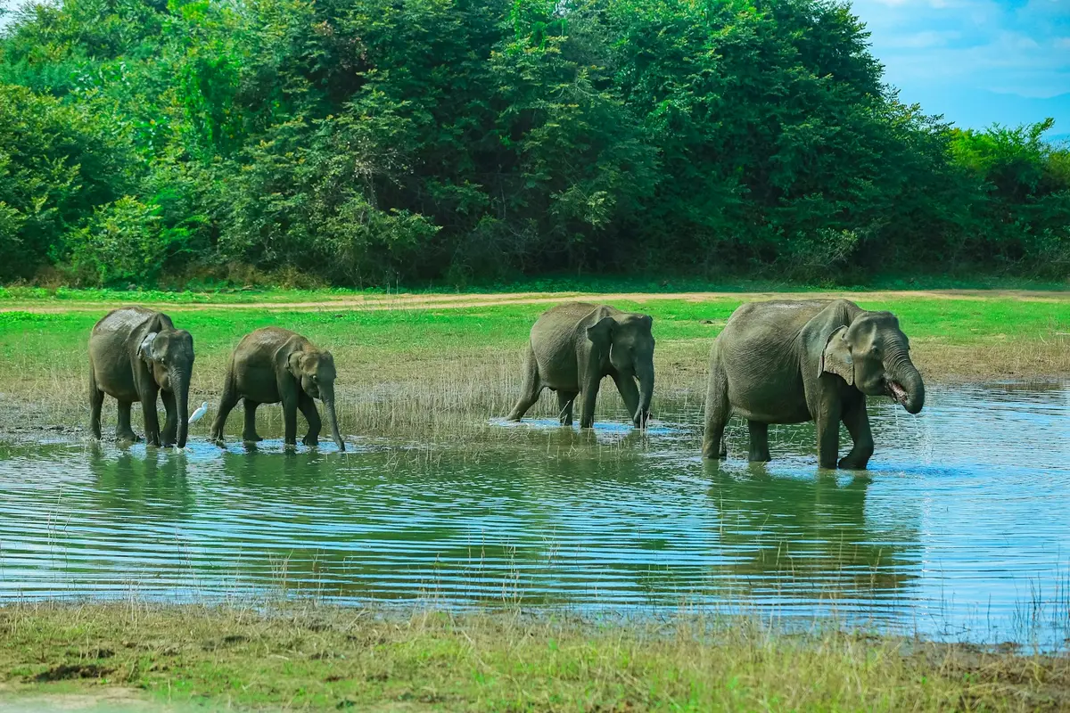 Wild elephants wading in a waterhole in Sri Lanka