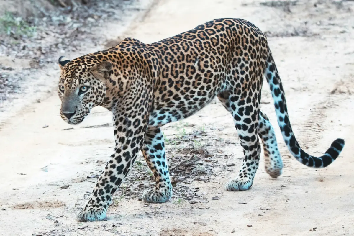 A leopard walking along a sandy track in Sri Lanka